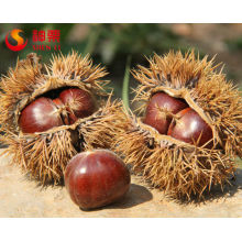 Raw Chinese Chestnut for sale--best for roasting